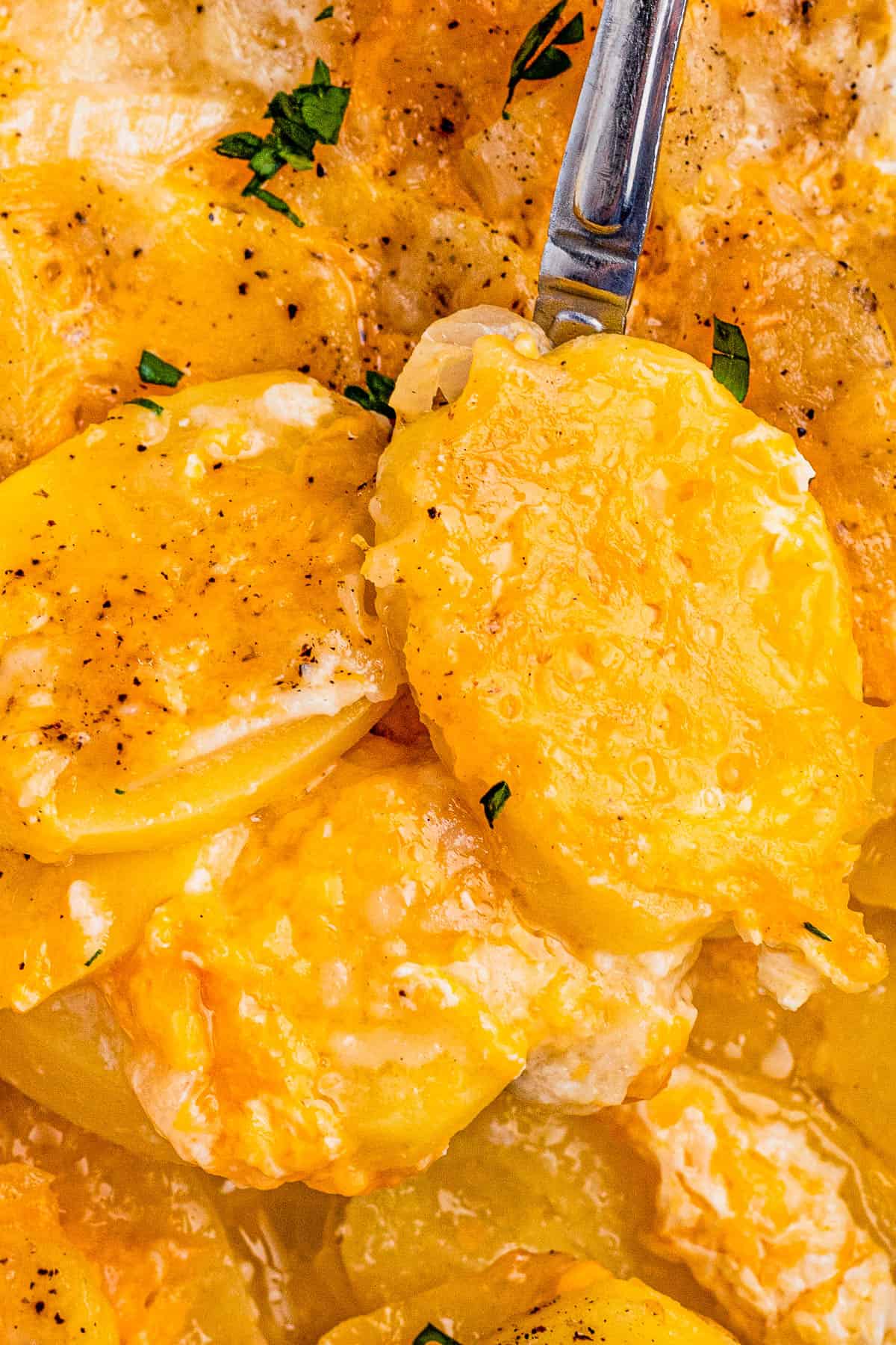 Close-up of a spoon holding scalloped potatoes.