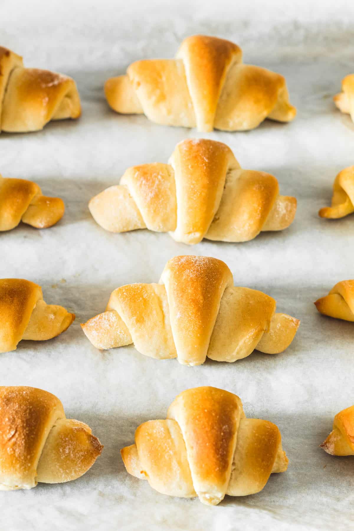 A dozen butterhorn rolls arranged on a baking sheet.